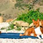 Perros-Basenji.-La-raza-de-perro-que-no-ladra