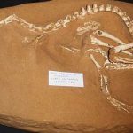 3Halszkaraptor-escuilliei.-La-criatura-entre-el-dinosaurio-y-el-pato