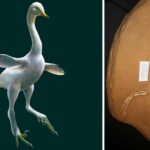 El Dinosaurio con Pico de Pato