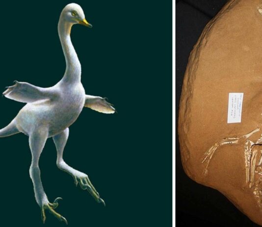 Halszkaraptor | El Dinosaurio con Pico de Pato que sorprendió a la ciencia El Dinosaurio con Pico de Pato