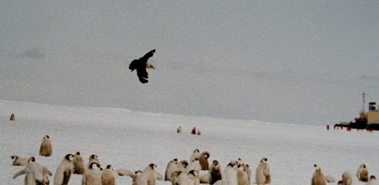 10 documentales de animales asombrosos que no puedes perderte