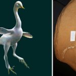 Halszkaraptor-escuilliei.-La-criatura-entre-el-dinosaurio-y-el-pato