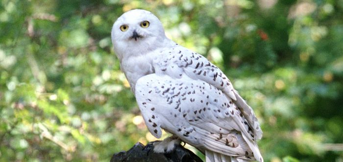 Hedwig y su simbología