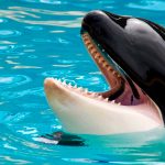 La-primera-orca-que-habla-humano-O-al-menos-nos-imita-muy-bien