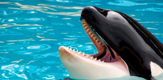 La primera orca que habla humano. O al menos nos imita muy bien