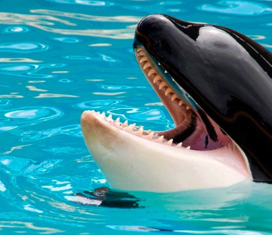La primera orca que habla humano. O al menos nos imita muy bien