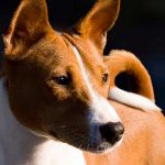 Perros-Basenji.-La-raza-de-perro-que-no-ladra