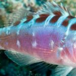 serranus tortugarum