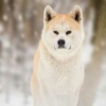 akita inu