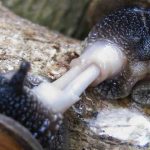 Animales hermafroditas. ¿Cuáles son? ¿Cómo funcionan?