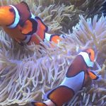Animales hermafroditas. ¿Cuáles son? ¿Cómo funcionan?