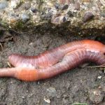 Animales hermafroditas. ¿Cuáles son? ¿Cómo funcionan?
