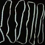 Animales hermafroditas. ¿Cuáles son? ¿Cómo funcionan?