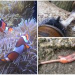 Animales hermafroditas. ¿Cuáles son? ¿Cómo funcionan?