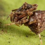 Arañas pelícano: las caníbales arañas que empalan a sus víctimas