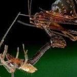 Arañas pelícano: las caníbales arañas que empalan a sus víctimas