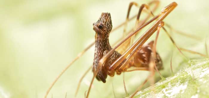 Arañas pelícano: las caníbales arañas que empalan a sus víctimas