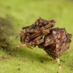 Arañas pelícano: las caníbales arañas que empalan a sus víctimas
