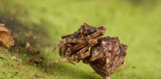 Arañas pelícano: las caníbales arañas que empalan a sus víctimas