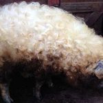 ¿Un cerdito con el pelo rizado? El mangalica pig. ¡Monísimo!