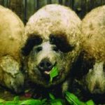 ¿Un cerdito con el pelo rizado? El mangalica pig. ¡Monísimo!