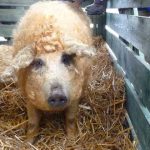 ¿Un cerdito con el pelo rizado? El mangalica pig. ¡Monísimo!