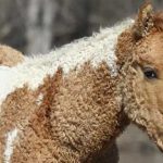 ¿Un cerdito con el pelo rizado? El mangalica pig. ¡Monísimo!