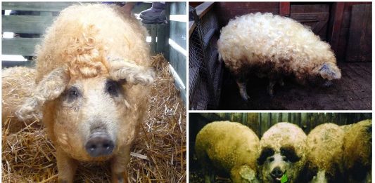 ¿Un cerdito con el pelo rizado? El mangalica pig. ¡Monísimo! ¿Un cerdito con el pelo rizado? El mangalica pig. ¡Monísimo!