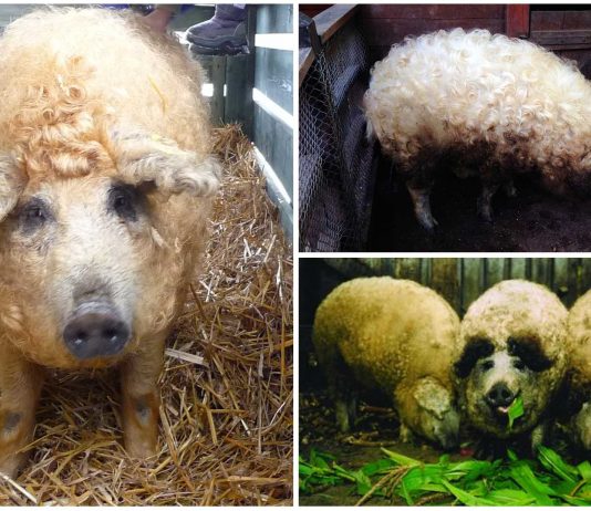 ¿Un cerdito con el pelo rizado? El mangalica pig. ¡Monísimo! ¿Un cerdito con el pelo rizado? El mangalica pig. ¡Monísimo!