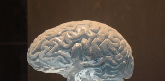 ¿Por qué nuestro cerebro tiene arrugas? ¡Descúbrelo!