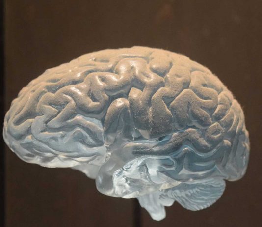 ¿Por qué nuestro cerebro tiene arrugas? ¡Descúbrelo!