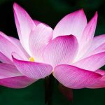 50 Curiosidades de India, un país enigmático | Con imágenes