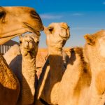 curiosidades de asia, arabia saudí, mercado de camellos