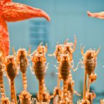curiosidades de asia, comidas exóticas de china