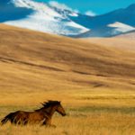 curiosidades de asia, mongolia