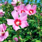 Curiosidades de Corea del Sur, flor nacional