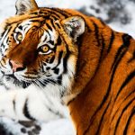 Curiosidades de Corea del Sur, tigre de Amur