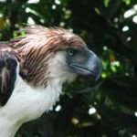 50 Curiosidades de Filipinas. ¡Sorpréndete! | Con imágenes