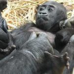 ¿Los animales mamíferos tienen ombligo? ¡Descúbrelo!
