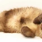 ¿Los animales mamíferos tienen ombligo? ¡Descúbrelo!