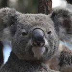 ¿Los animales mamíferos tienen ombligo? ¡Descúbrelo!