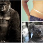¿Los animales mamíferos tienen ombligo? ¡Descúbrelo!