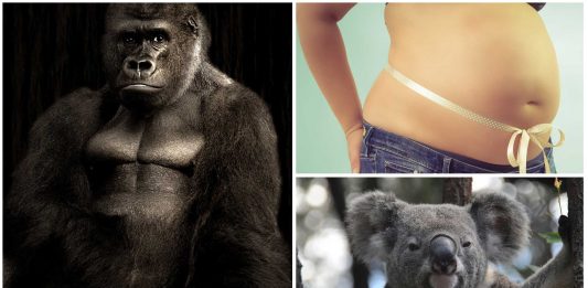 ¿Los animales mamíferos tienen ombligo? ¡Descúbrelo!