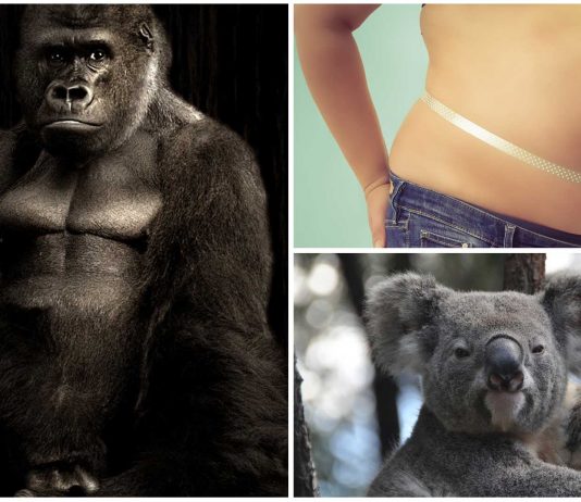 ¿Los animales mamíferos tienen ombligo? ¡Descúbrelo! ¿Los animales mamíferos tienen ombligo? ¡Descúbrelo!