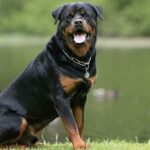 perros que menos ladran