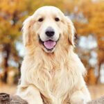 golden retriver
