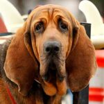 perros silenciosos