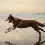 perros silenciosos