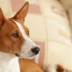 razas de perros que no ladran