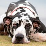 razas de perros que no ladran